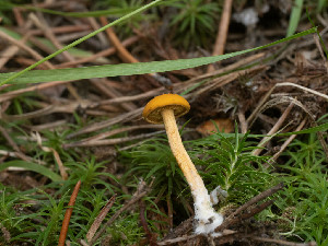  ( - FDS-CA-06862)  @11 [ ] by-nc (2024) Stu Pickell Fungal Diversity Survey