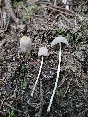  ( - FDS-CA-05108)  @11 [ ] by (2024) Mandy Hackney Fungal Diversity Survey
