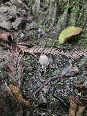  ( - FDS-CA-05108)  @11 [ ] by (2024) Mandy Hackney Fungal Diversity Survey