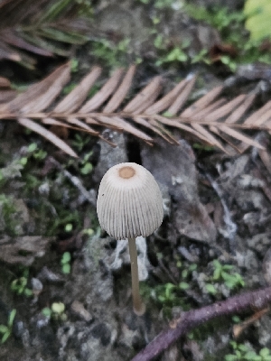  ( - FDS-CA-05108)  @11 [ ] by (2024) Mandy Hackney Fungal Diversity Survey