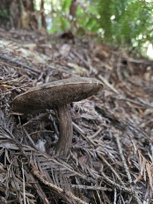  (Porphyrellus sp. porphyrosporus-CA01 - FDS-CA-05120)  @11 [ ] by (2024) Mandy Hackney Fungal Diversity Survey