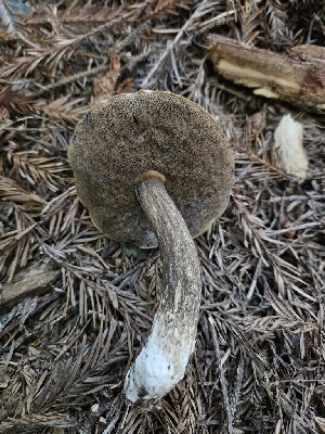  ( - FDS-CA-05120)  @11 [ ] by (2024) Mandy Hackney Fungal Diversity Survey