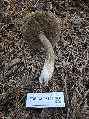  ( - FDS-CA-05120)  @11 [ ] by (2024) Mandy Hackney Fungal Diversity Survey