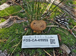  ( - FDS-CA-05959)  @11 [ ] by-nc (2024) Fresno Mycology Society Fungal Diversity Survey