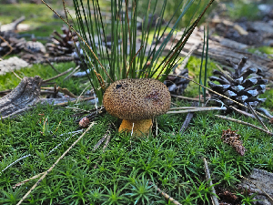  ( - FDS-CA-05959)  @11 [ ] by-nc (2024) Fresno Mycology Society Fungal Diversity Survey