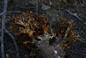  ( - FDS-CA-05431)  @11 [ ] by-nc (2024) Unspecified Fungal Diversity Survey