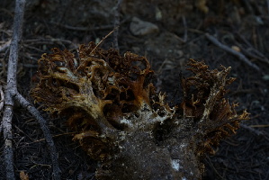  ( - FDS-CA-05431)  @11 [ ] by-nc (2024) Unspecified Fungal Diversity Survey