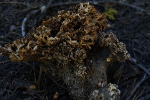  ( - FDS-CA-05431)  @11 [ ] by-nc (2024) Unspecified Fungal Diversity Survey
