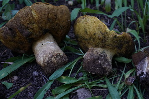  ( - FDS-CA-05398)  @11 [ ] by-nc (2024) Unspecified Fungal Diversity Survey