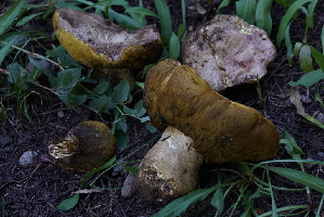  ( - FDS-CA-05398)  @11 [ ] by-nc (2024) Unspecified Fungal Diversity Survey