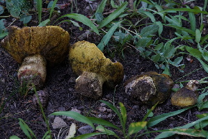  ( - FDS-CA-05398)  @11 [ ] by-nc (2024) Unspecified Fungal Diversity Survey