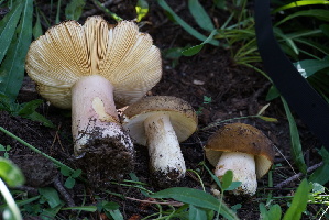  ( - FDS-CA-05421)  @11 [ ] by-nc (2024) Unspecified Fungal Diversity Survey