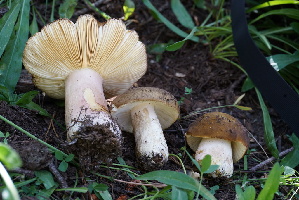  ( - FDS-CA-05421)  @11 [ ] by-nc (2024) Unspecified Fungal Diversity Survey