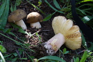  ( - FDS-CA-05421)  @11 [ ] by-nc (2024) Unspecified Fungal Diversity Survey