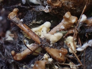  ( - FDS-CA-05139)  @11 [ ] by (2024) Mandy Hackney Fungal Diversity Survey