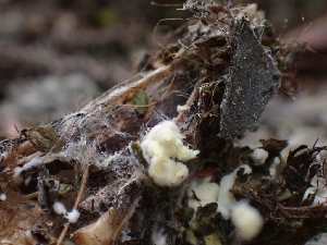  ( - FDS-CA-05139)  @11 [ ] by (2024) Mandy Hackney Fungal Diversity Survey