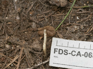  ( - FDS-CA-06815)  @11 [ ] by-nc (2024) Stu Pickell Fungal Diversity Survey