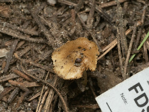  ( - FDS-CA-06815)  @11 [ ] by-nc (2024) Stu Pickell Fungal Diversity Survey