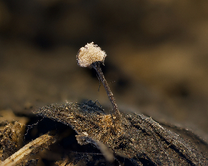  (Heydenia - FDS-CA-04760)  @11 [ ] by (2024) Justin Paulin Fungal Diversity Survey