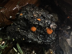  ( - FDS-CA-04983)  @11 [ ] c (2024) Rudy Diaz Fungal Diversity Survey