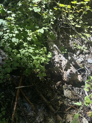  ( - FDS-CA-04983)  @11 [ ] c (2024) Rudy Diaz Fungal Diversity Survey