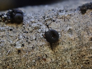  (Godronia - FDS-CA-04929)  @11 [ ] c (2024) Rudy Diaz Fungal Diversity Survey