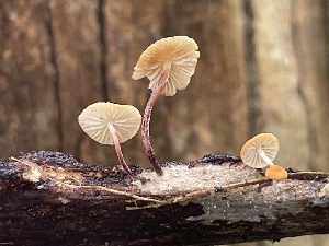  ( - FDS-CA-07803)  @11 [ ] by-nc (2024) Damon Tighe Fungal Diversity Survey