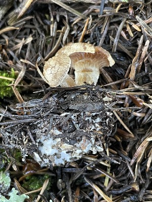  ( - FDS-CA-07802)  @11 [ ] by-nc (2024) Damon Tighe Fungal Diversity Survey