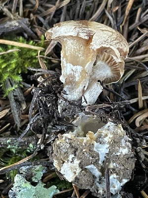  ( - FDS-CA-07802)  @11 [ ] by-nc (2024) Damon Tighe Fungal Diversity Survey