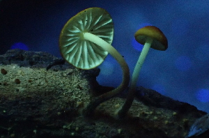  ( - FDS-CA-07803)  @11 [ ] by-nc (2024) Damon Tighe Fungal Diversity Survey