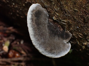  ( - FDS-CA-05093)  @11 [ ] by (2024) Mandy Hackney Fungal Diversity Survey