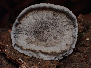 ( - FDS-CA-05093)  @11 [ ] by (2024) Mandy Hackney Fungal Diversity Survey