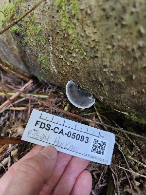  ( - FDS-CA-05093)  @11 [ ] by (2024) Mandy Hackney Fungal Diversity Survey