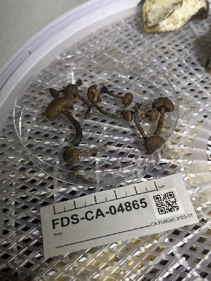  ( - FDS-CA-04865)  @11 [ ] by-nc (2024) Dean Lyons Fungal Diversity Survey