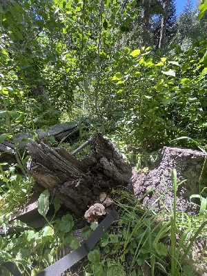  ( - FDS-CA-04854)  @11 [ ] by-nc (2024) Dean Lyons Fungal Diversity Survey