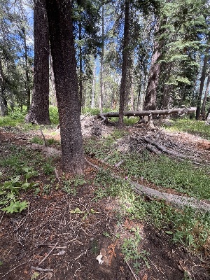  ( - FDS-CA-04863)  @11 [ ] by-nc (2024) Dean Lyons Fungal Diversity Survey