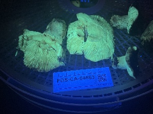  ( - FDS-CA-04863)  @11 [ ] by-nc (2024) Dean Lyons Fungal Diversity Survey
