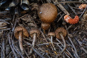  (Inosperma sp. calamistratum-PNW06 - FDS-CA-04865)  @11 [ ] by-nc (2024) Dean Lyons Fungal Diversity Survey