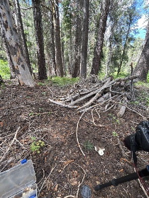  ( - FDS-CA-04862)  @11 [ ] by-nc (2024) Dean Lyons Fungal Diversity Survey