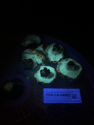 ( - FDS-CA-04862)  @11 [ ] by-nc (2024) Dean Lyons Fungal Diversity Survey