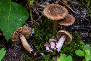  (Inocybe sp. CA67 - FDS-CA-04881)  @11 [ ] by-nc (2024) Dean Lyons Fungal Diversity Survey