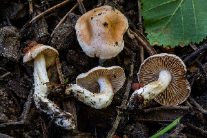  ( - FDS-CA-04880)  @11 [ ] by-nc (2024) Dean Lyons Fungal Diversity Survey