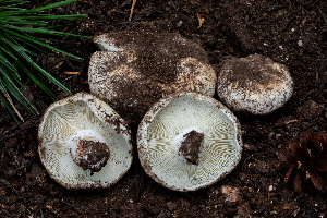  ( - FDS-CA-04862)  @11 [ ] by-nc (2024) Dean Lyons Fungal Diversity Survey
