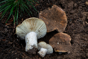  ( - FDS-CA-04863)  @11 [ ] by-nc (2024) Dean Lyons Fungal Diversity Survey