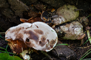  ( - FDS-CA-04854)  @11 [ ] by-nc (2024) Dean Lyons Fungal Diversity Survey