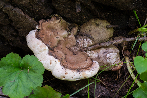  ( - FDS-CA-04854)  @11 [ ] by-nc (2024) Dean Lyons Fungal Diversity Survey