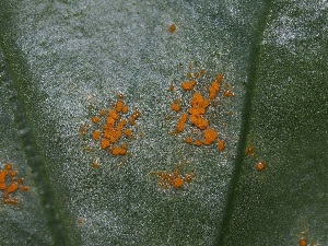  (Coleosporiaceae - FDS-CA-06721)  @11 [ ] by (2024) Justin Paulin Fungal Diversity Survey