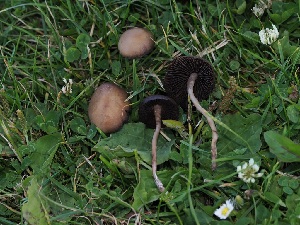  ( - FDS-CA-06722)  @11 [ ] by (2024) Justin Paulin Fungal Diversity Survey