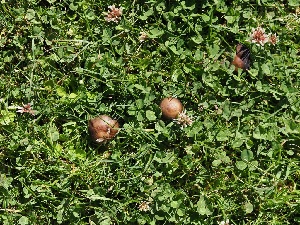  ( - FDS-CA-06722)  @11 [ ] by (2024) Justin Paulin Fungal Diversity Survey