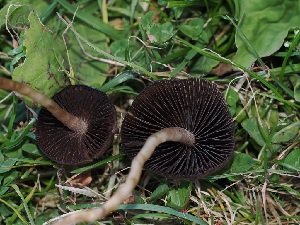  ( - FDS-CA-06722)  @11 [ ] by (2024) Justin Paulin Fungal Diversity Survey